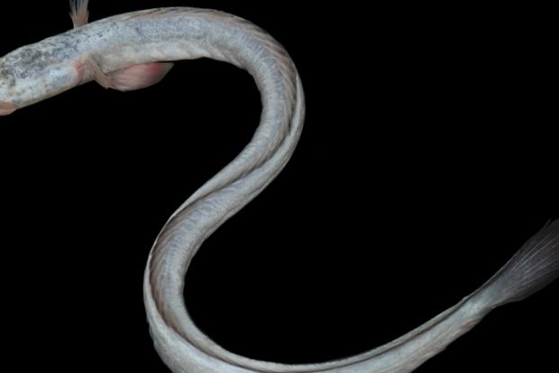 Gobies Animal Encyclopedia enciclopedie