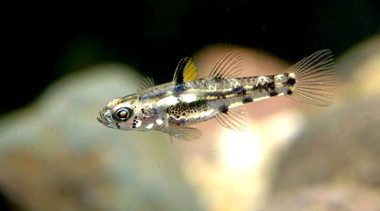 Gobies Animal Encyclopedia zonă temperată