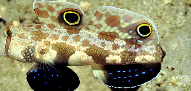 Gobies Animal Encyclopedia gobii invers