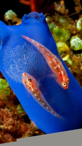 Gobies Animal Encyclopedia enciclopedie