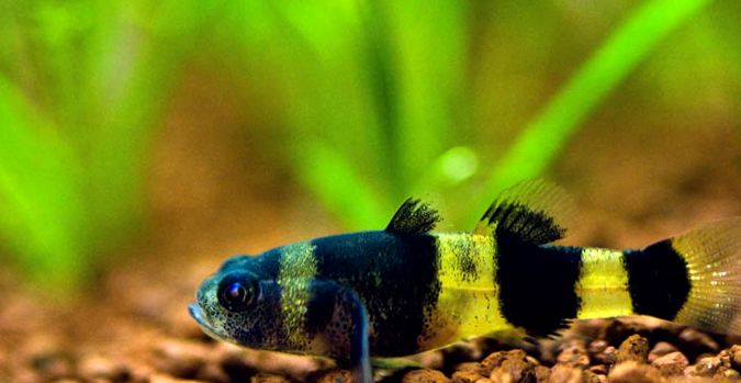 Gobies Animal Encyclopedia goby Gobiodon