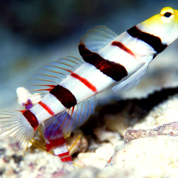 Gobies Animal Encyclopedia Taur