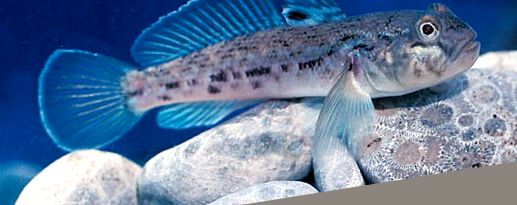 Gobies Animal Encyclopedia gobii invers