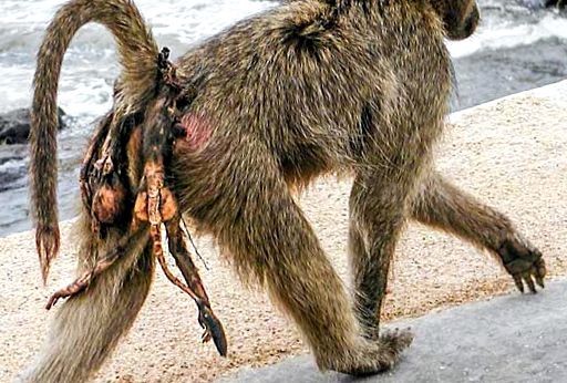 Enciclopedia animalelor Maimuțelor speciile includ