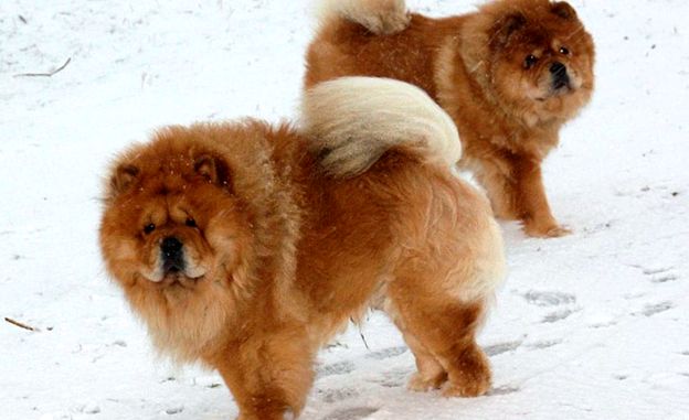 Chow Chow - un câine cu caracter de pisică caracter