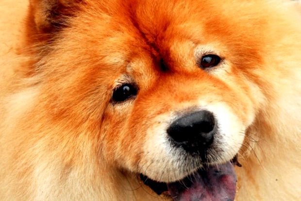Chow Chow - un câine cu caracter de pisică caracter