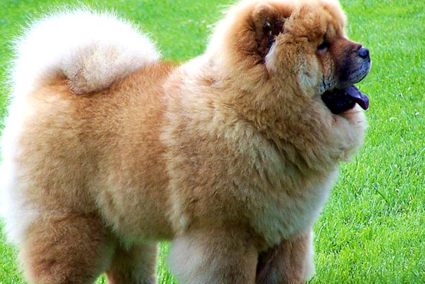 Chow Chow - un câine cu caracter de pisică pisică