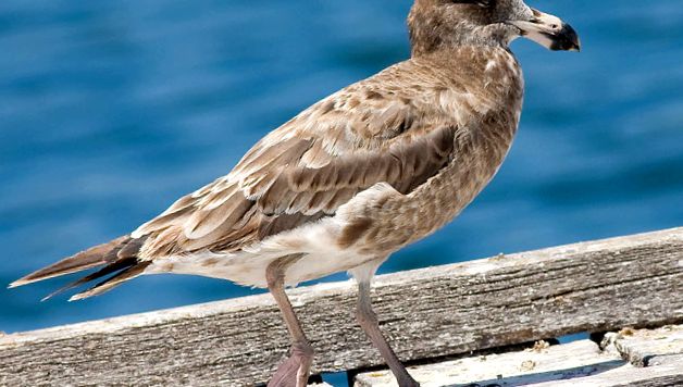 Enciclopedia animalelor pescărușilor pescărușii