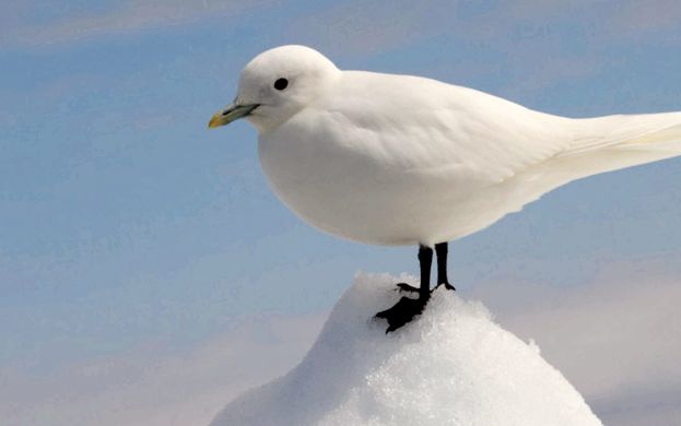 Enciclopedia animalelor pescărușilor pescărușii