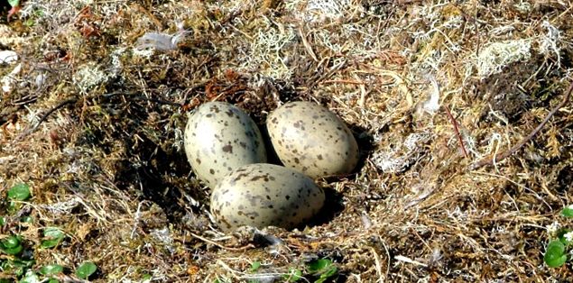 Enciclopedia animalelor pescărușilor aceste păsări