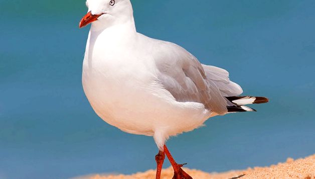 Enciclopedia animalelor pescărușilor aceste păsări