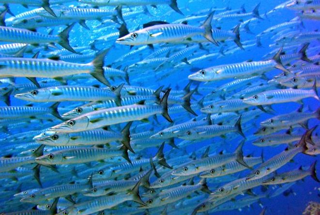 Enciclopedia animalelor Barracuda baracuda