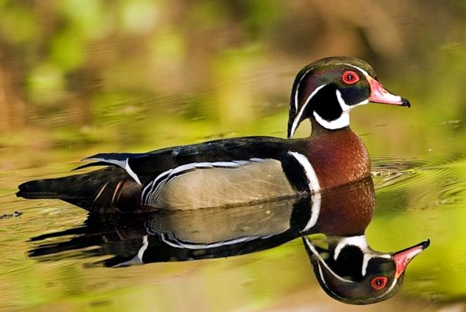 Enciclopedia animalelor de rață mandarină mandarină