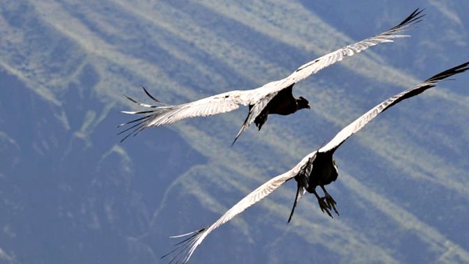 Enciclopedia animalelor Condors enciclopedie