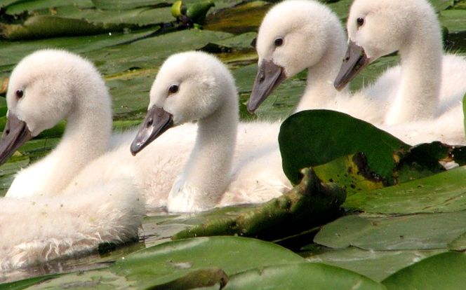 Enciclopedia animalelor Swans animal