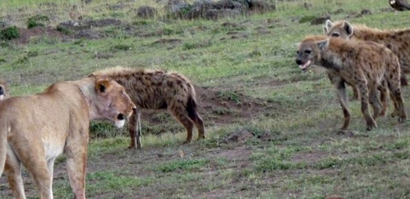 Enciclopedia leului de animale enciclopedie