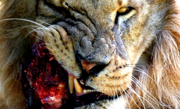 Enciclopedia leului de animale fiecare
