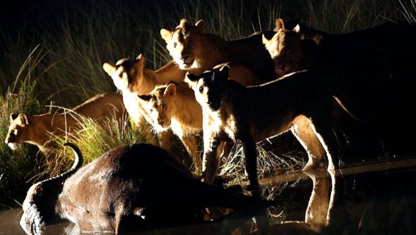 Enciclopedia leului de animale leii pot