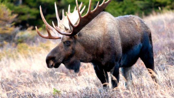 Enciclopedia Elk Animal enciclopedie
