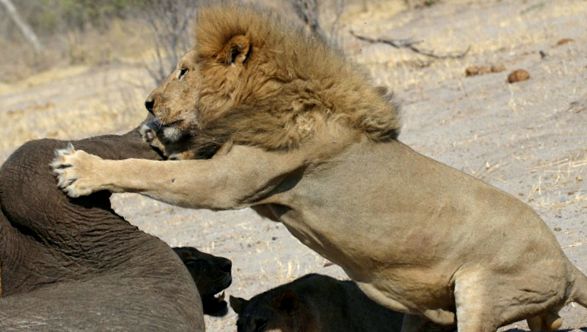 Enciclopedia leului de animale enciclopedie