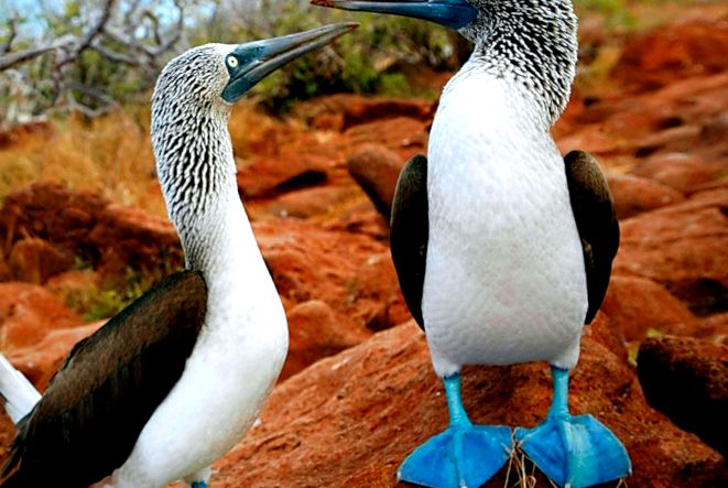 Enciclopedia animalelor Boobies țâțe