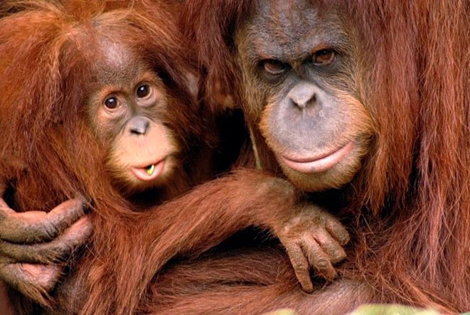 Oamenii pădurii orangutanilor oameni