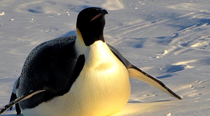 Enciclopedia Animalelor Pinguinii enciclopedie