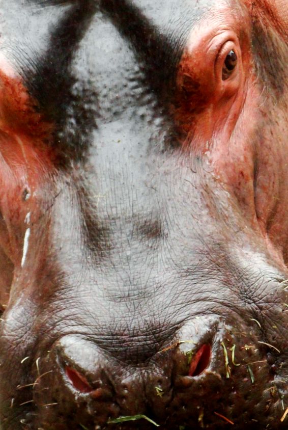 Hipopotami Enciclopedia animalelor poate ajunge