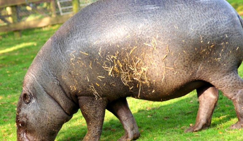Hipopotami Enciclopedia animalelor hipopotam