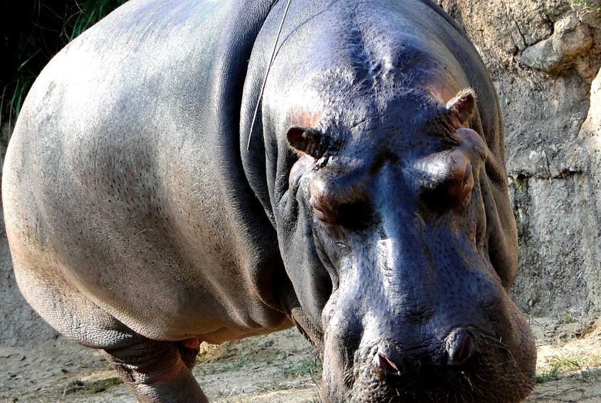 Hipopotami Enciclopedia animalelor specii de hipopotami