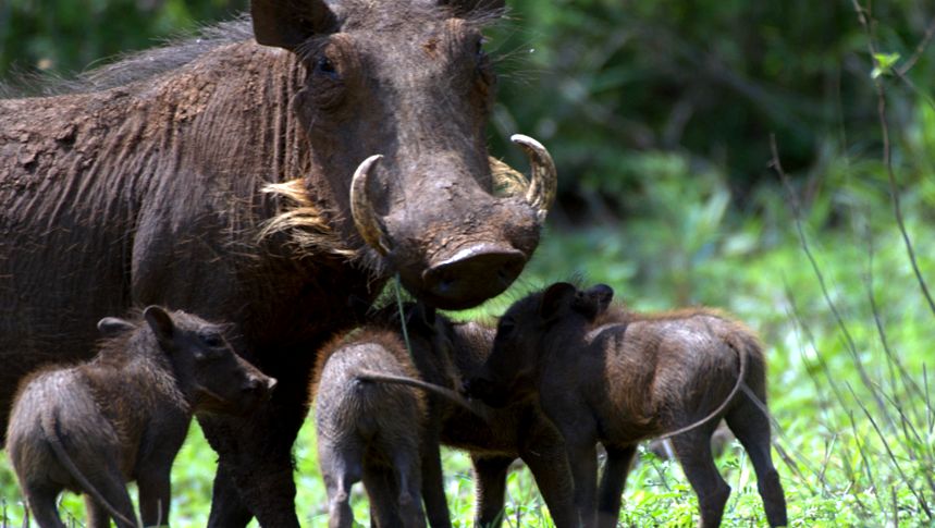Enciclopedia Animalelor Warthog focar
