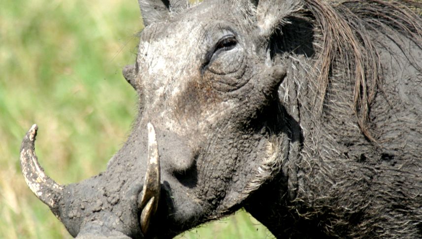 Enciclopedia Animalelor Warthog focar