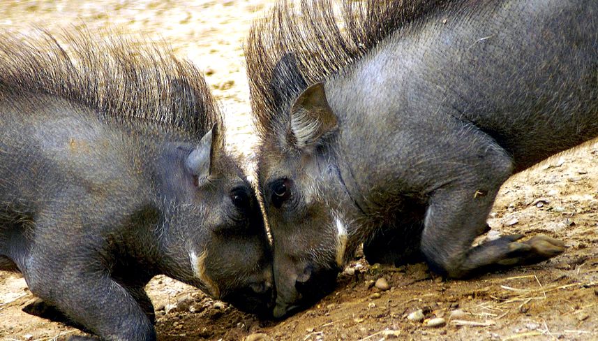 Enciclopedia Animalelor Warthog animal