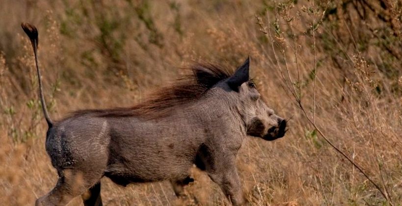 Enciclopedia Animalelor Warthog animal