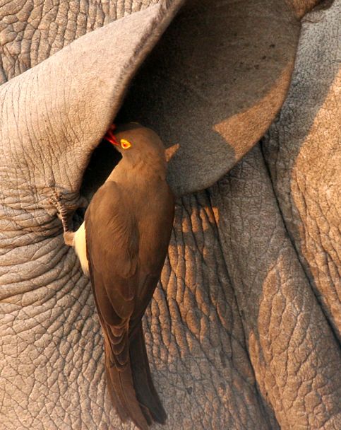 Enciclopedia animalelor rinocer aceste animale