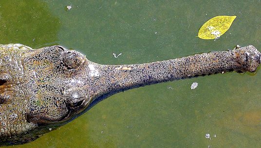 Crocodile Animal Encyclopedia Crocodil pieptănat