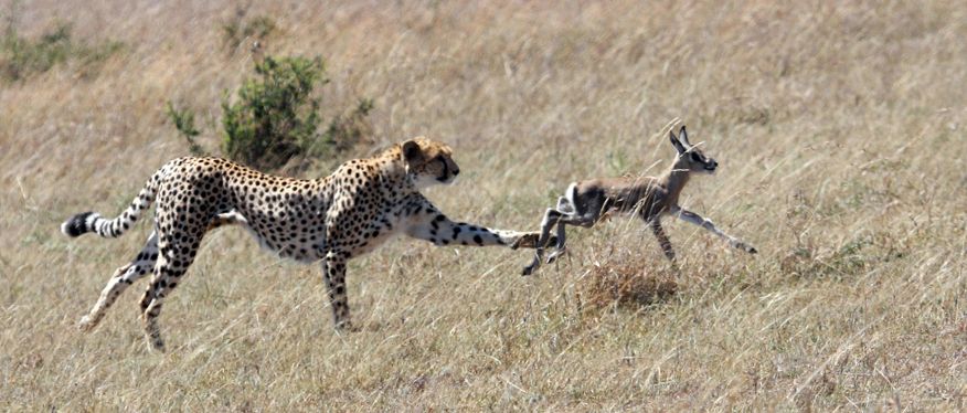 Enciclopedia animalelor ghepard enciclopedie