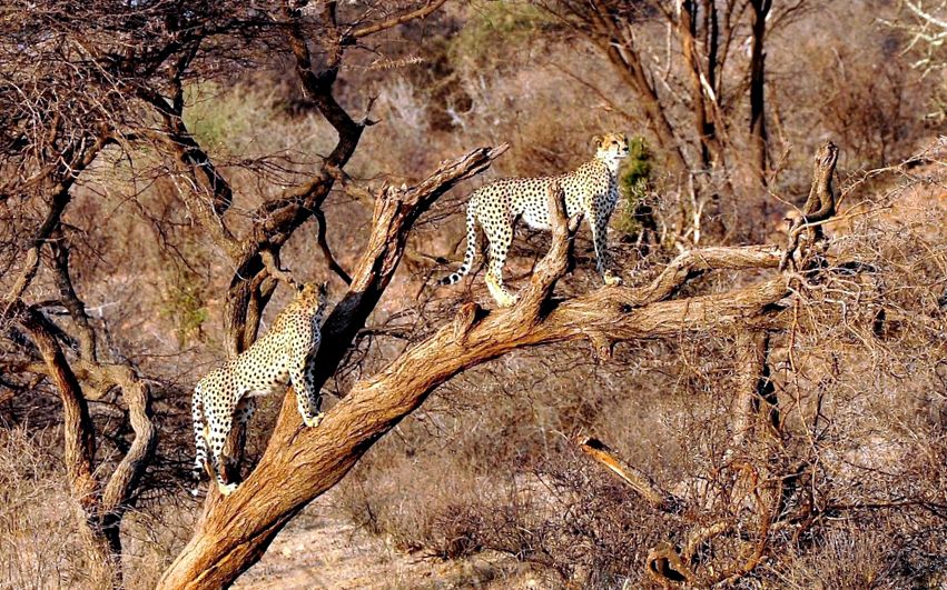 Enciclopedia animalelor ghepard ghepard