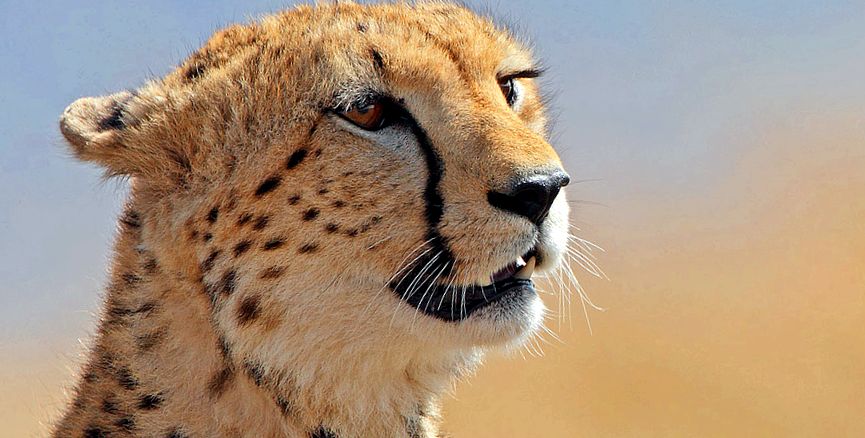 Enciclopedia animalelor ghepard enciclopedie