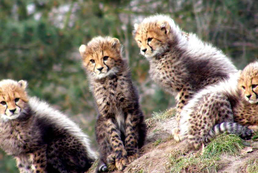 Enciclopedia animalelor ghepard animal