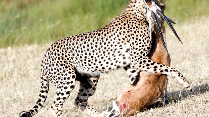Enciclopedia animalelor ghepard enciclopedie