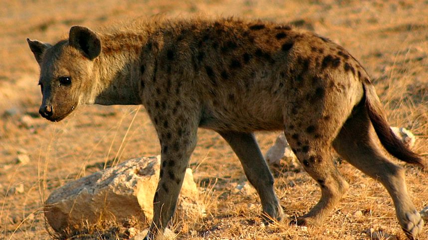 Hyenas Animal Encyclopedia hienele sunt
