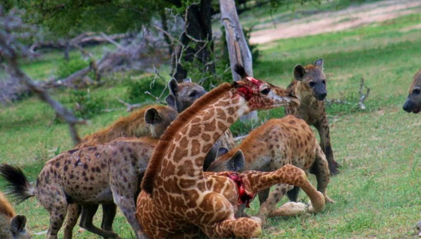 Hyenas Animal Encyclopedia hienă