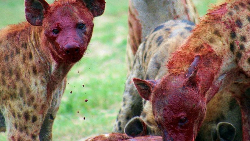Hyenas Animal Encyclopedia lupul