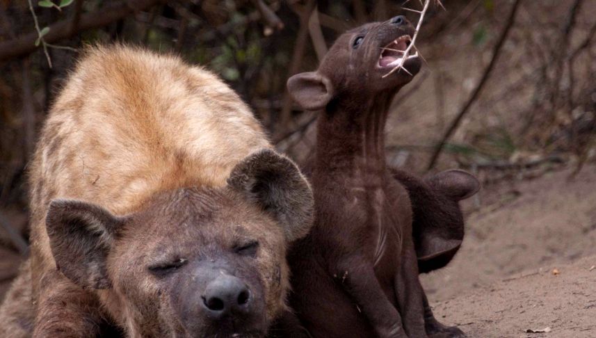 Hyenas Animal Encyclopedia enciclopedie
