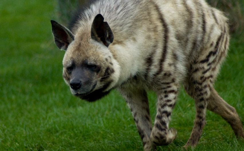 Hyenas Animal Encyclopedia lupul