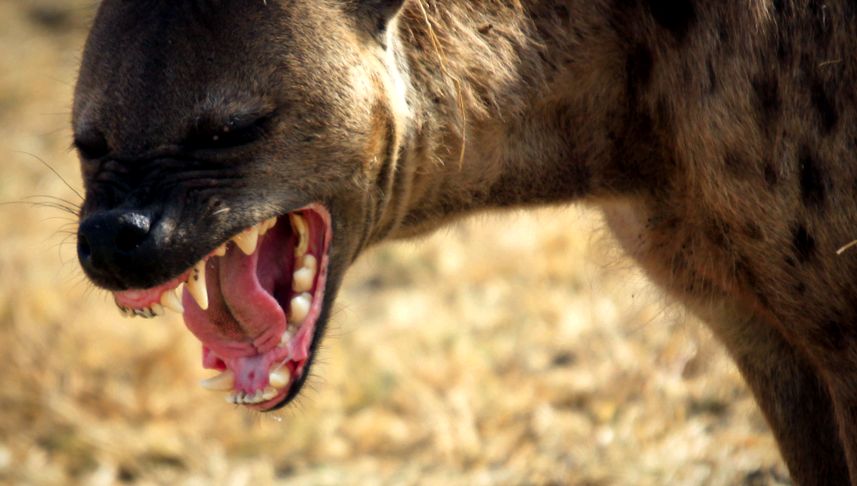 Hyenas Animal Encyclopedia hienă