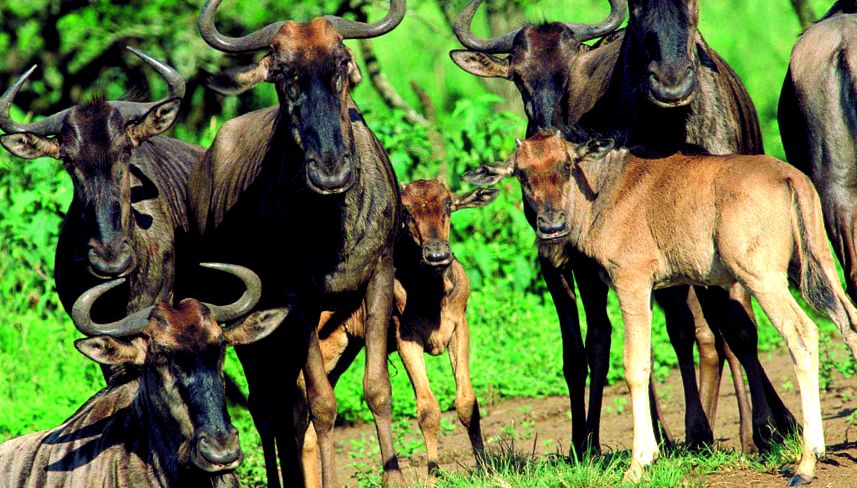 Wildebeest Animal Encyclopedia câini hienă