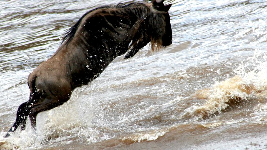 Wildebeest Animal Encyclopedia antilopă