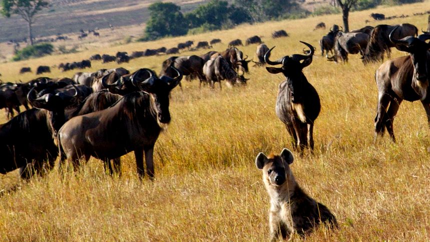 Enciclopedia Animalelor Gnu câini hienă